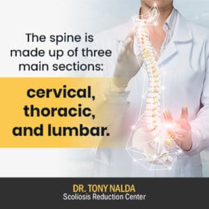 Spine Anatomy Overview: The Parts Of The Human Spine