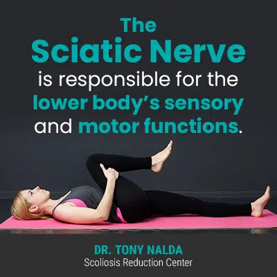 sciatic nerve stretches