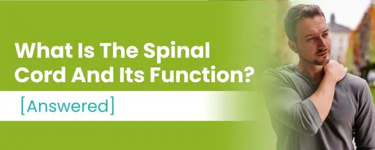 What is the spinal cord and its function